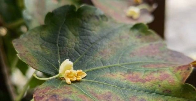 物造景分析校长说丨秋浓桂花香古典园