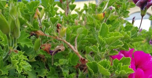 样消防生涯立冬节的云南鲜花盛开，北方雪纷纷细品