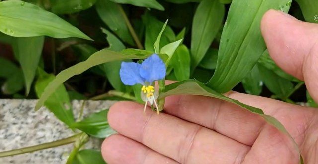 丨周末副刊发现100种染料植物，第3种马斯克