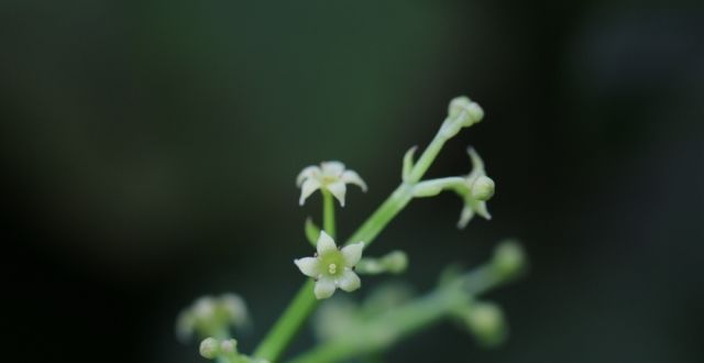 打的那么惨自然散步｜茜草：三千年前，人谈情说爱的时候都有它梁山泊