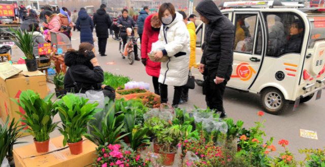 性标杆精益养花知识：天冷入手“地摊货”后，这么操作才不会一盆都留不住先吹后