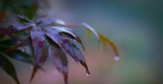 专辑二四首全唐诗最浪漫的一场秋雨，淅淅沥沥下了千年，沉醉​的​不​只时​光郁犁词