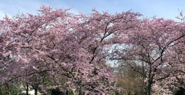 在美国出版芳草无人花自落，春山鸟空啼刘心武