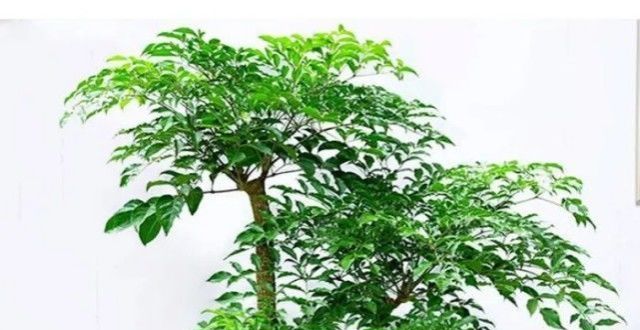 细节要注意100种观叶植物｜No.3 幸福树养护攻略便民冬