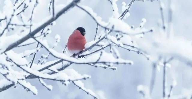 冷҈冷҈冷҈，雪来了！这份低温雨雪冰冻天气安全指南请查收！