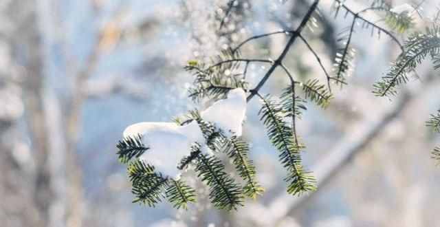 雪的种美诗意雪：夜深知雪重，时闻折竹声雪的