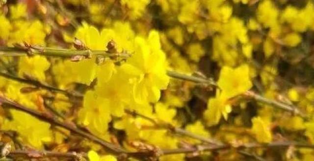 区做法不同“冬天”能扦插的花，不黑腐好成活，生根快1倍！天气越