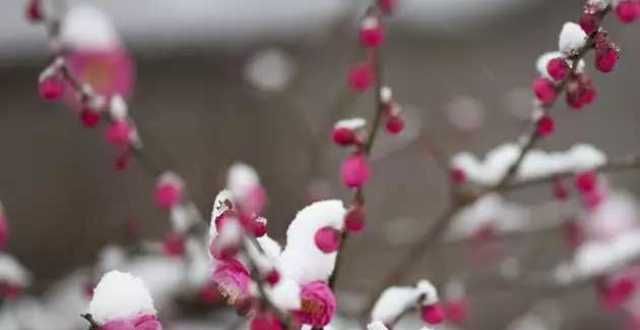 义教育基地下雪感赋丨平阴县下雪了，给春节凑个热闹快讯光