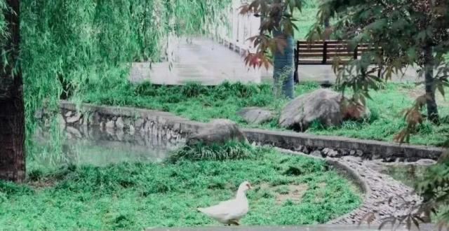 百谷夏将至谷雨｜雨生百谷夏将至谷雨杨