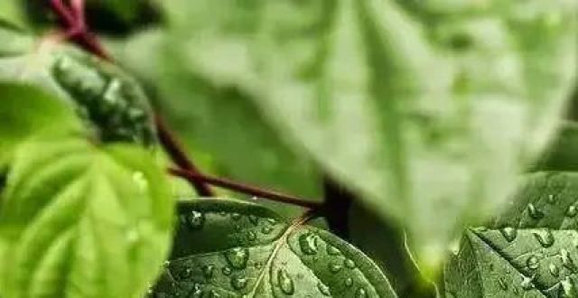 春逢谷雨晴二十四节气丨谷雨谷雨丨