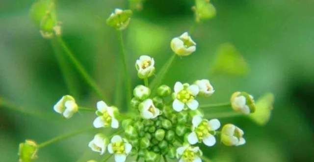 年即将开幕农历｜三月廿三·戴荠菜花文润古