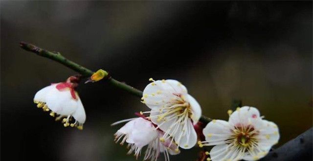 迎仙客暮春崔道融梅花三首，香中别有韵，清极不知寒，是梅花也是他的人生李致远