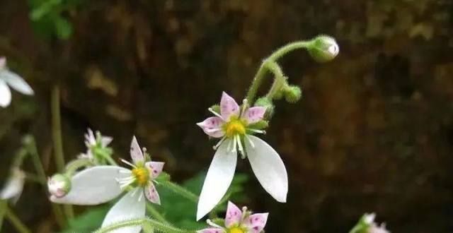 申活暖心春闲话名字里带“虎”的植物【爱申活暖心春】闲话名