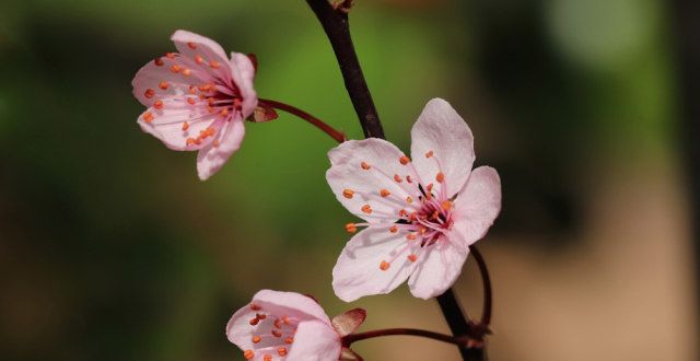 赛一等奖每日一​花​12.27：梅花香自苦寒来喜报热