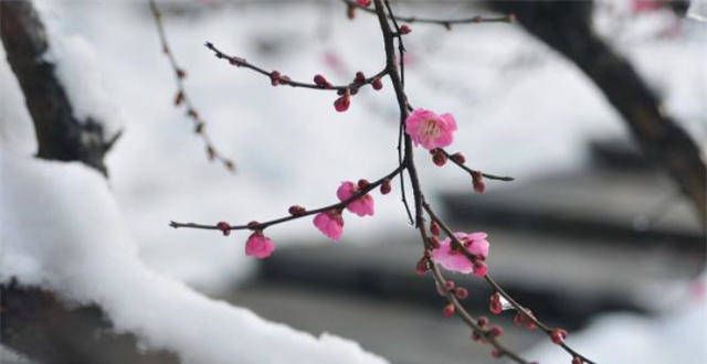 眼就能认出高启《梅花九首》其一：雪满山中高士卧，月明林下美人来天龙八