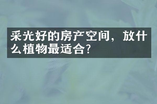 采光好的房产空间，放什么植物最适合？