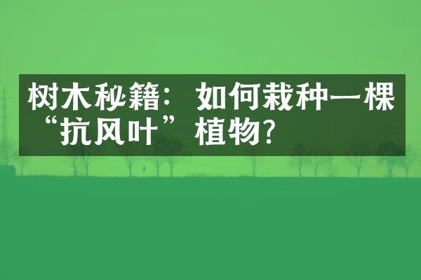 树木秘籍：如何栽种一棵“抗风叶”植物？