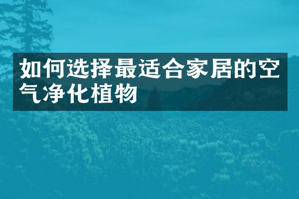 如何选择最适合家居的空气净化植物