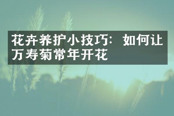 花卉养护小技巧：如何让万寿菊常年开花