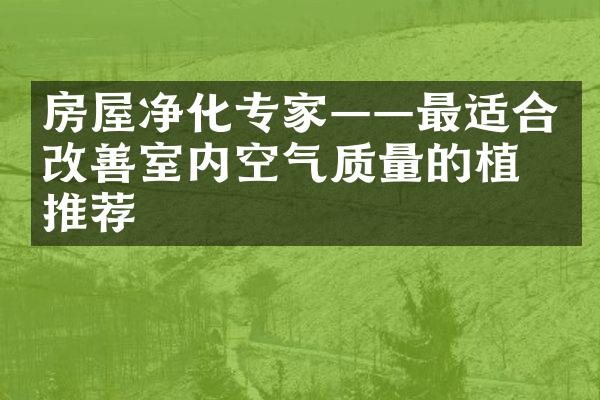 房屋净化专家——最适合改善室内空气质量的植物推荐