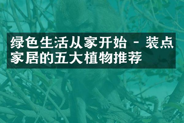 绿色生活从家开始 - 装点家居的五大植物推荐