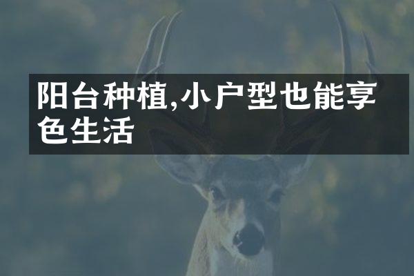 阳台种植,小户型也能享绿色生活